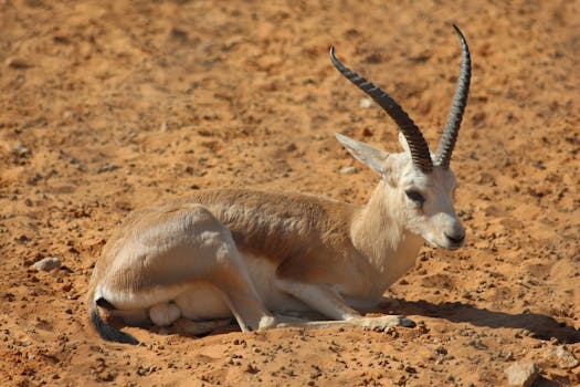 A gazelle with long horns resting on a sandy desert landscape.