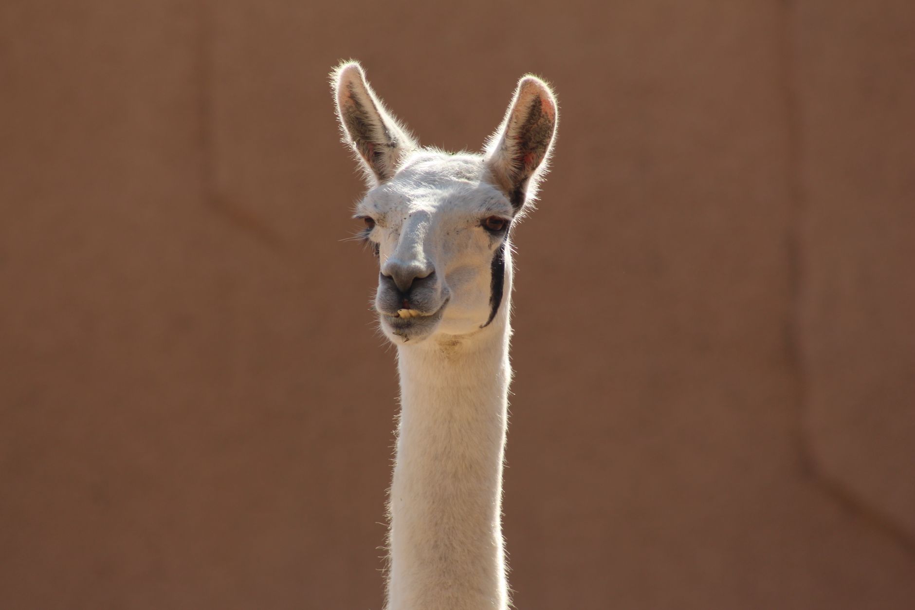 llama 3