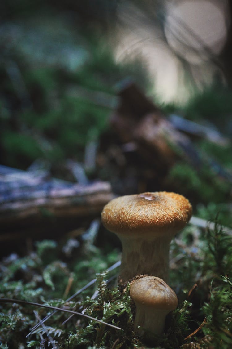 Growing Brown Mushrooms