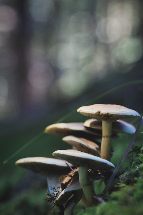 Free  Brown Mushroom in Close Up Photography Stock Photo