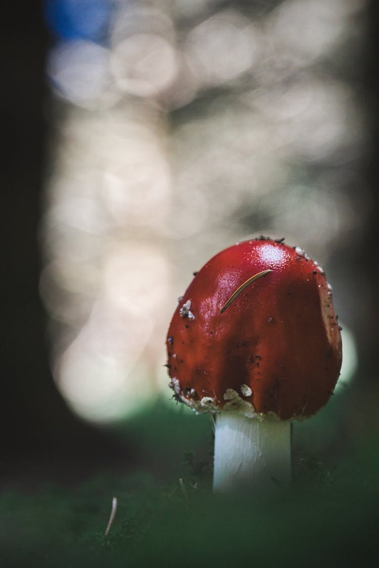 Close Up Of Red Mushroom