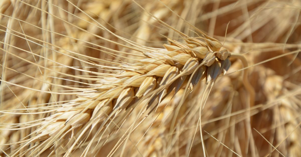Gluten: when avoiding it makes sense—and when it doesn’t Gluten: when avoiding it makes sense—and when it doesn’t