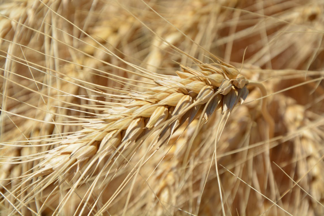 Gratis lagerfoto af afgrøde, bane, hvede
