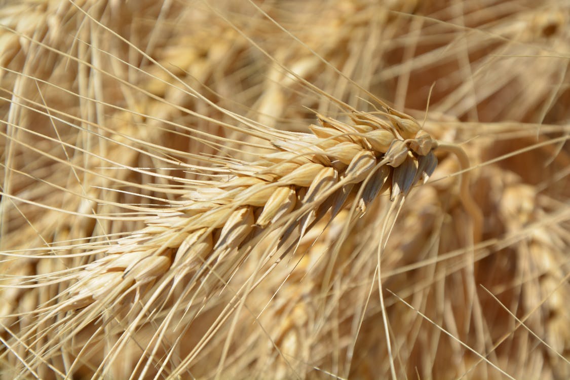 Brown Wheat Plant