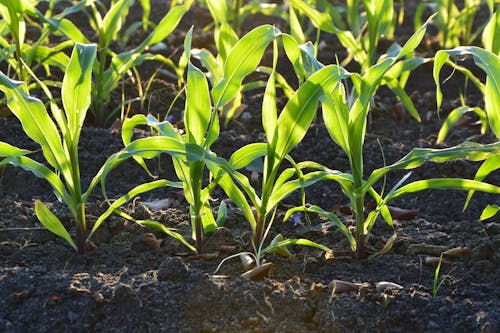 Бесплатное стоковое фото с кукуруза