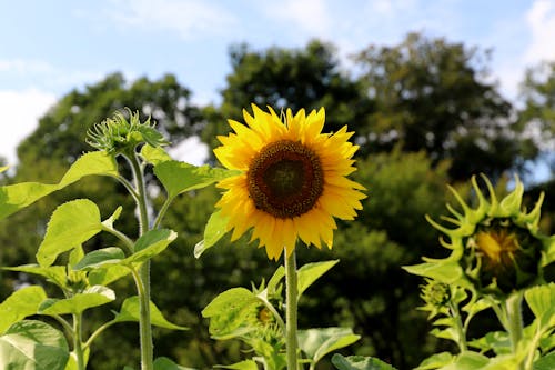 Free Yellow Sunflower in Close-up Photography Stock Photo