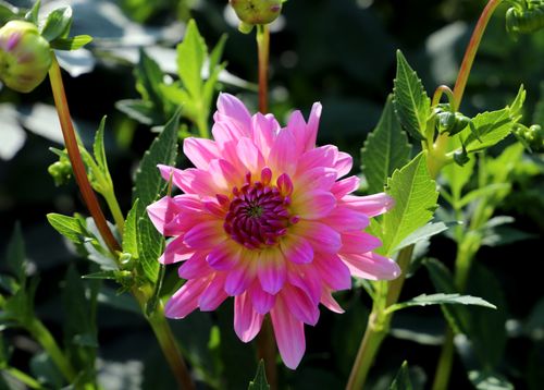 Free Close-up of a vibrant pink dahlia flower in full bloom surrounded by green foliage Stock Photo