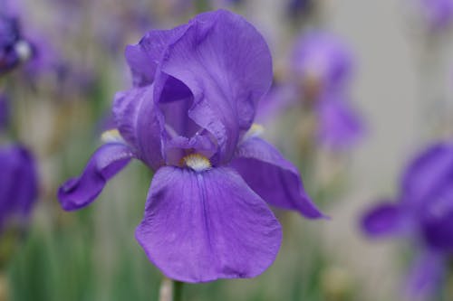 Foto d'estoc gratuïta de flor, iris, iris barbut