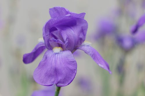 Foto d'estoc gratuïta de barbut, flor morada, iris