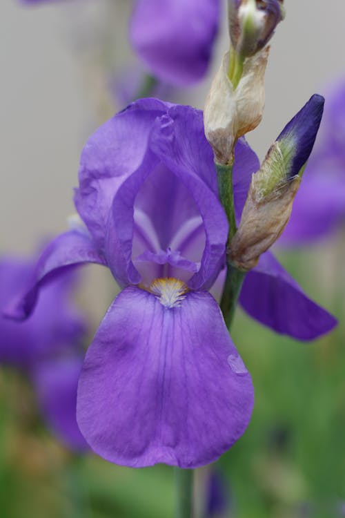 Foto d'estoc gratuïta de barbut, brots de flors, flor morada