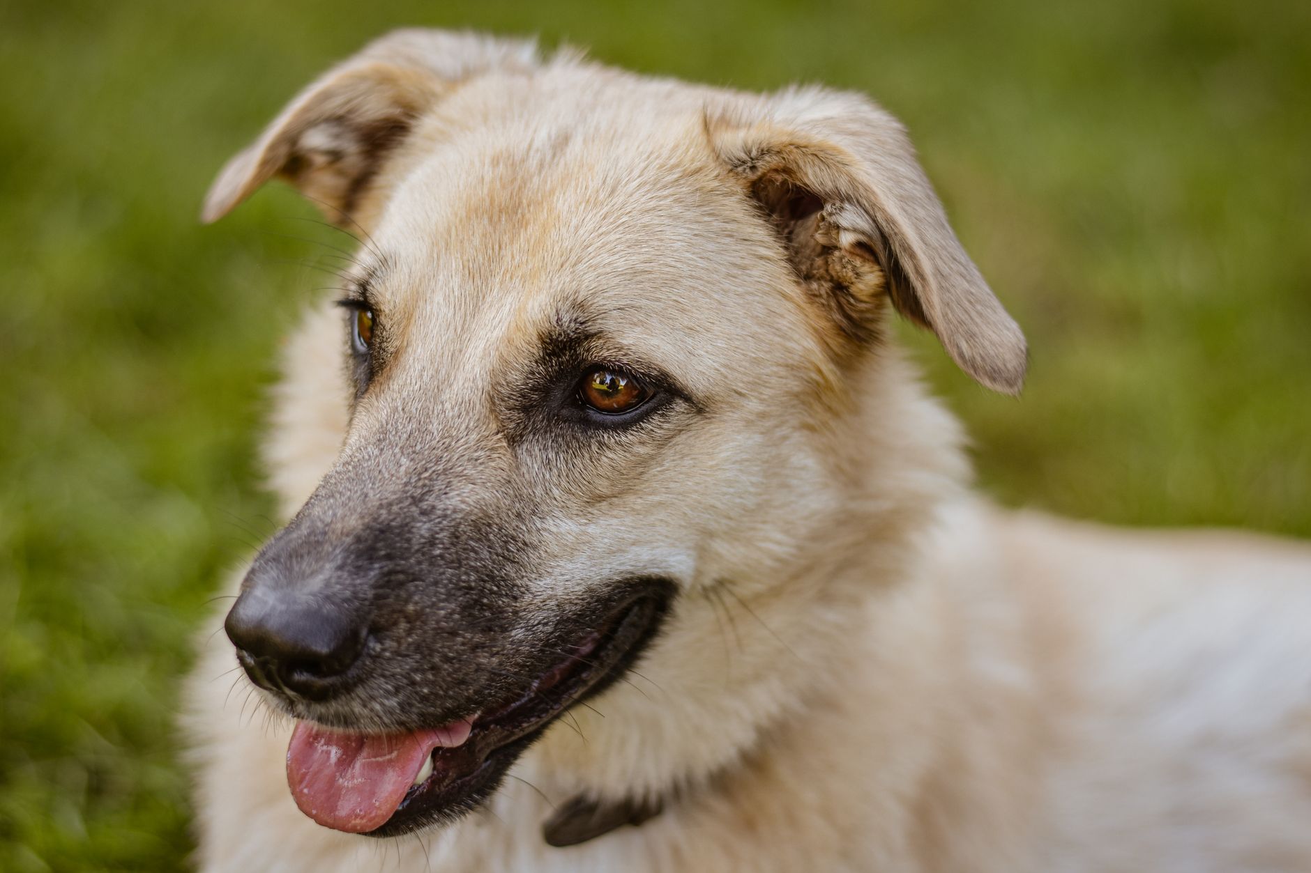 Veterinary care for a dog