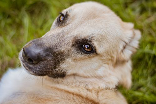 Free Charming close-up of a relaxed dog lying on green grass, looking into the camera. Stock Photo
