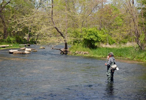 Free stock photo of fly fishing in a stream