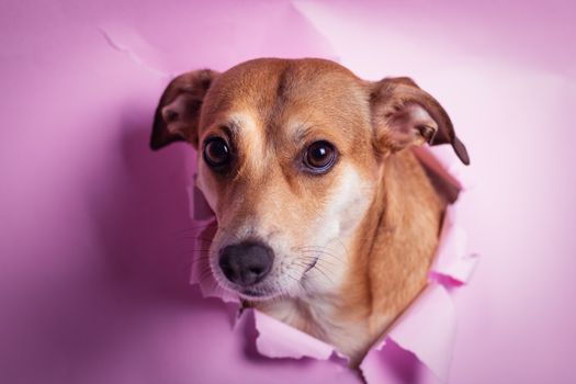 Cute mixed-breed dog peeks through pink paper, creating a charming and playful portrait.