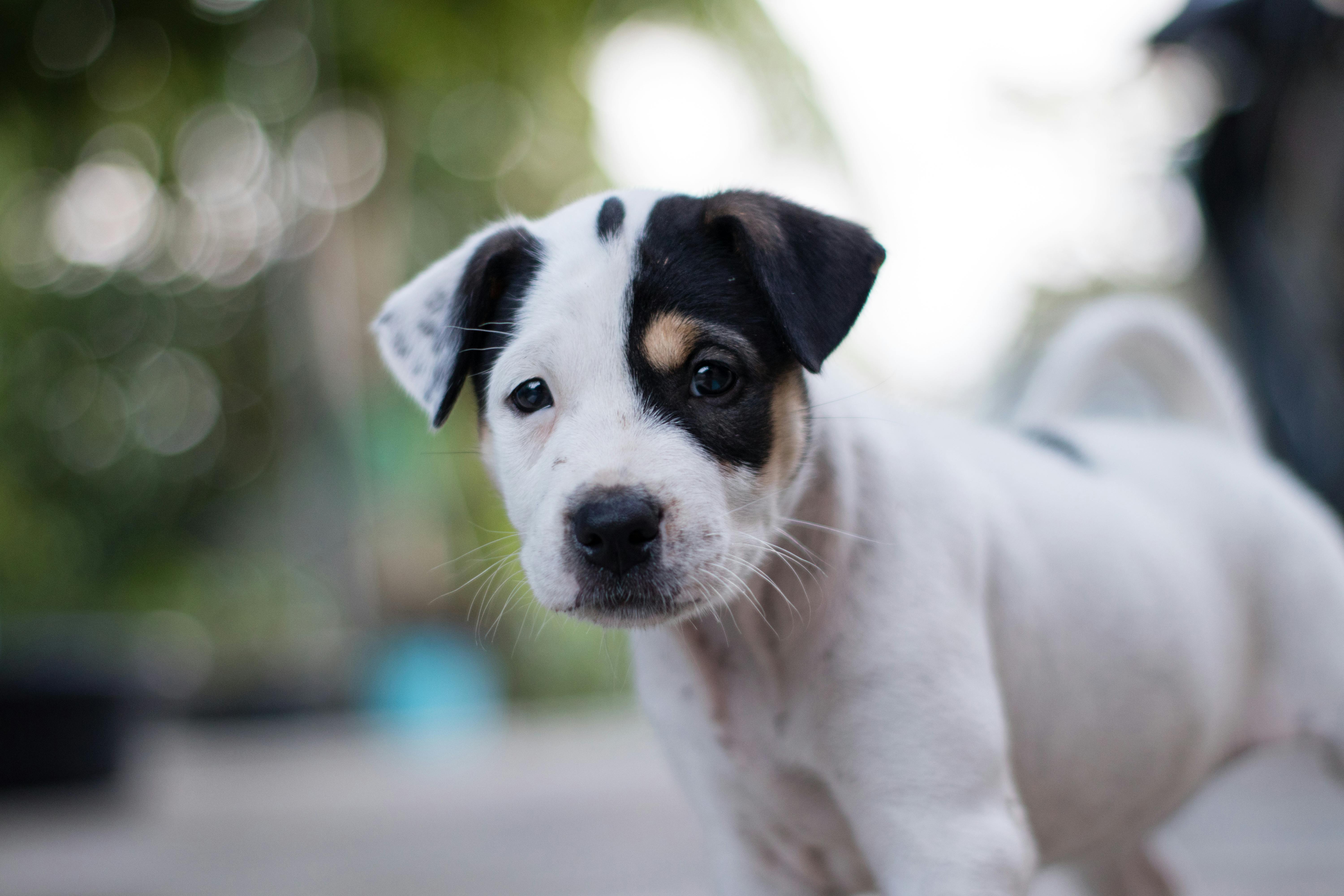 Best Flea Treatment for Puppies 2026