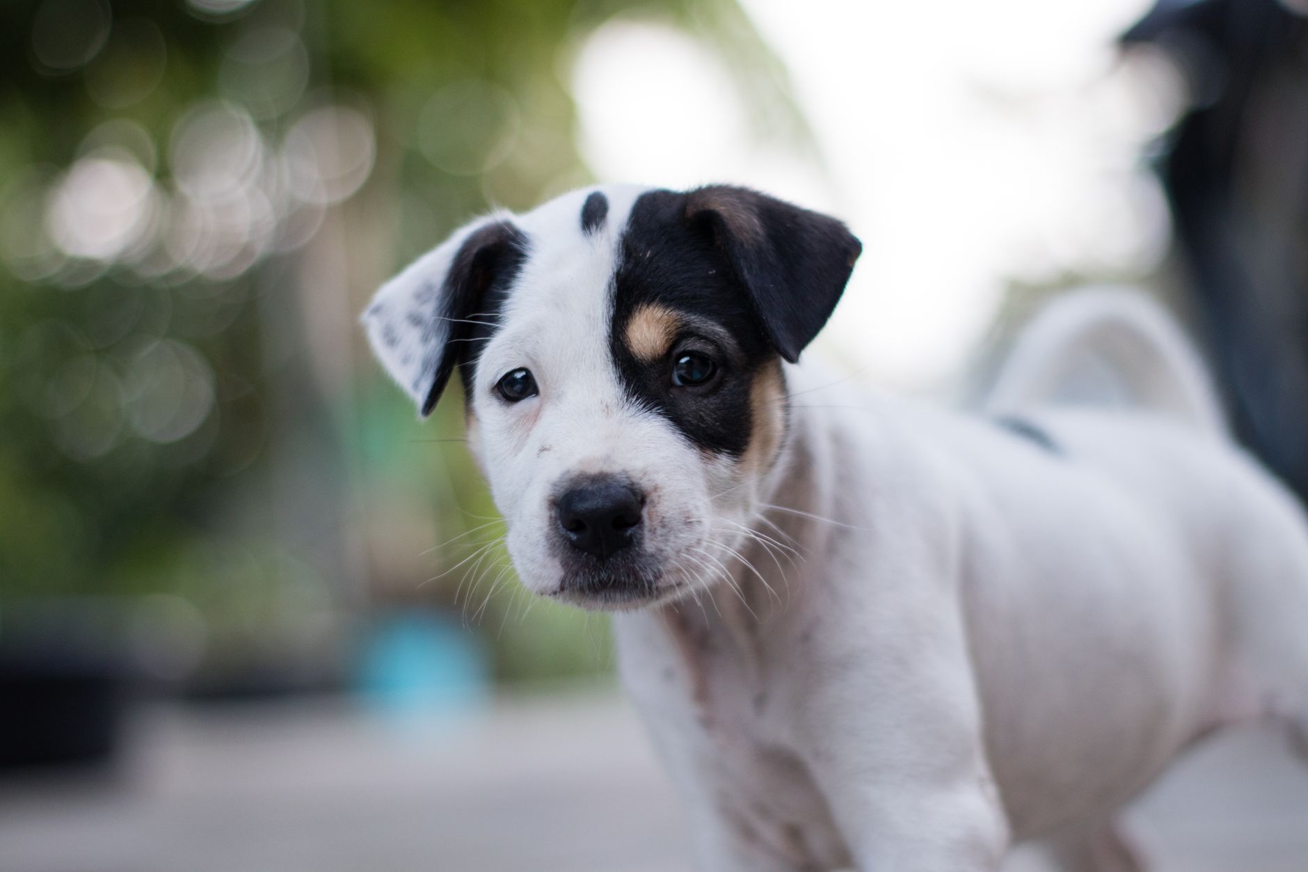 Best Flea Treatment for Puppies 2026