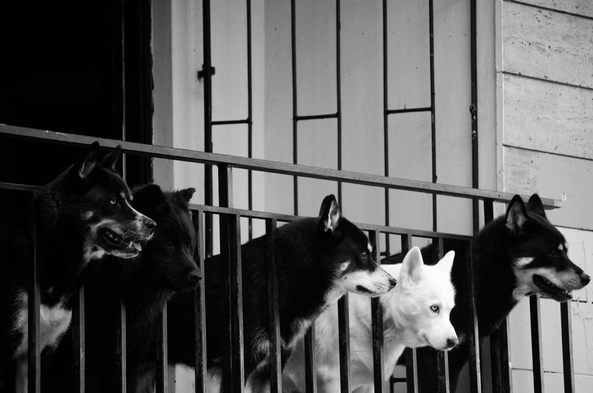 Dogs Standing at the Railings