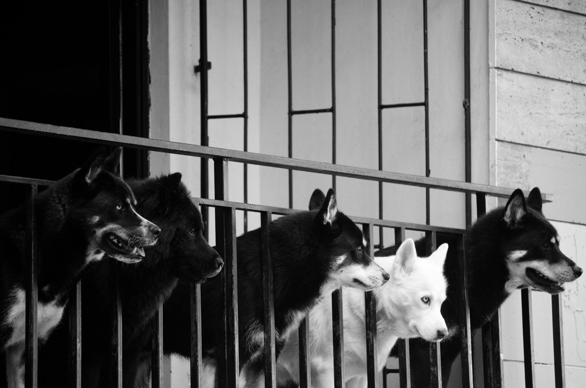 Grayscale Photo of Dogs in Metal Fence