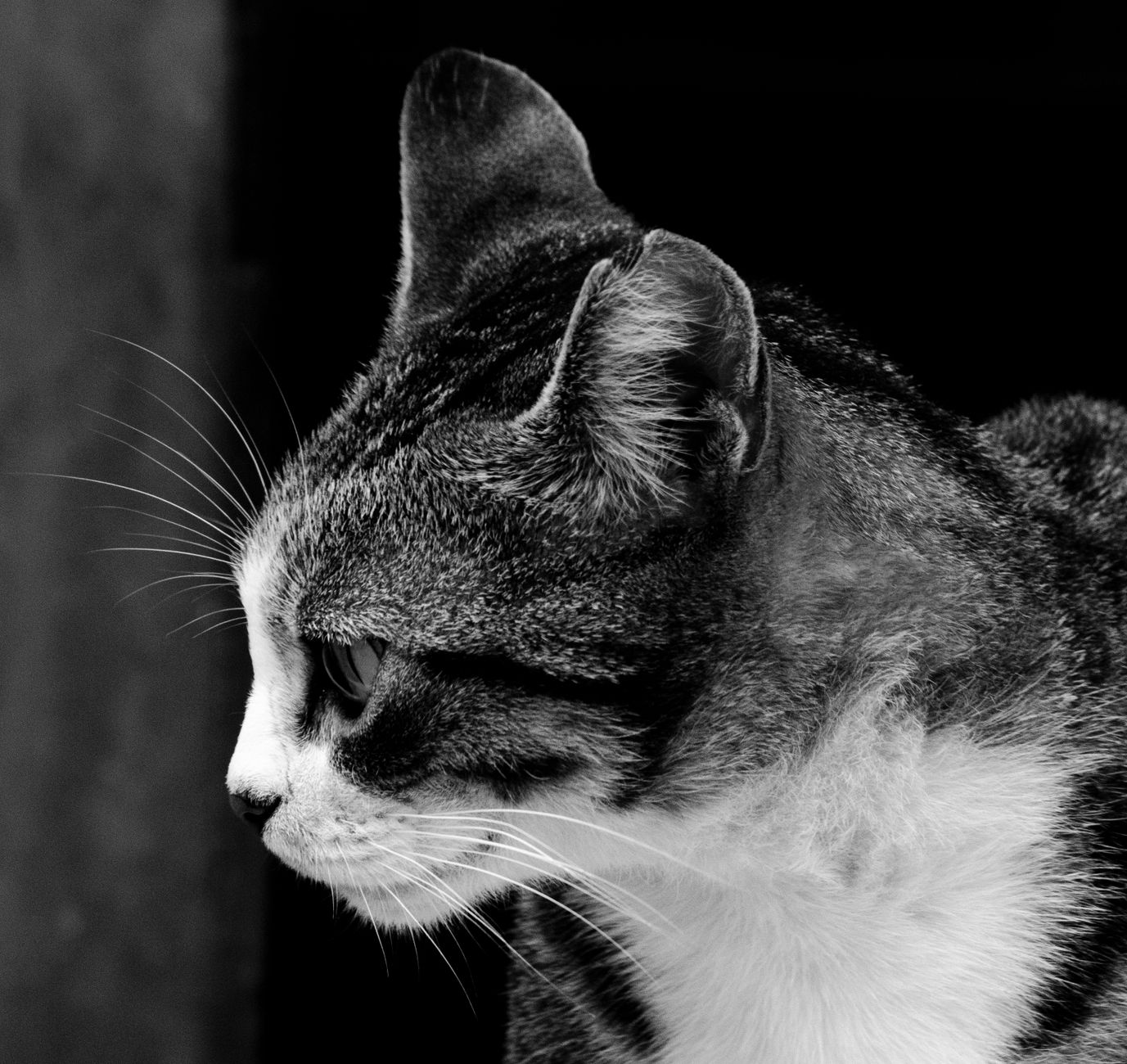 Veterinary care for a cat