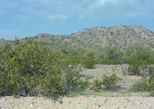 Imagine de stoc gratuită din flori de desert
