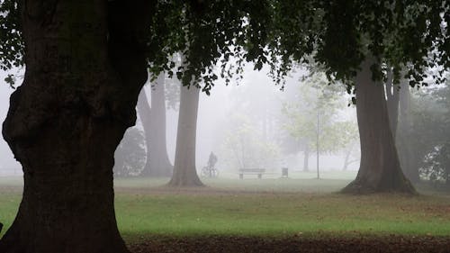 Free stock photo of city park, foggy landscape Stock Photo
