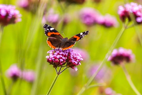 Close Up Photo of Butterfly on Purple Flower