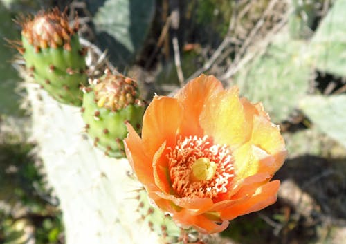Free stock photo of cactus flower