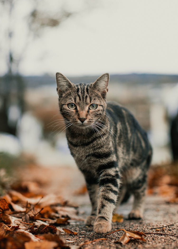 Brown Tabby Cat Walking On Dried Leaves