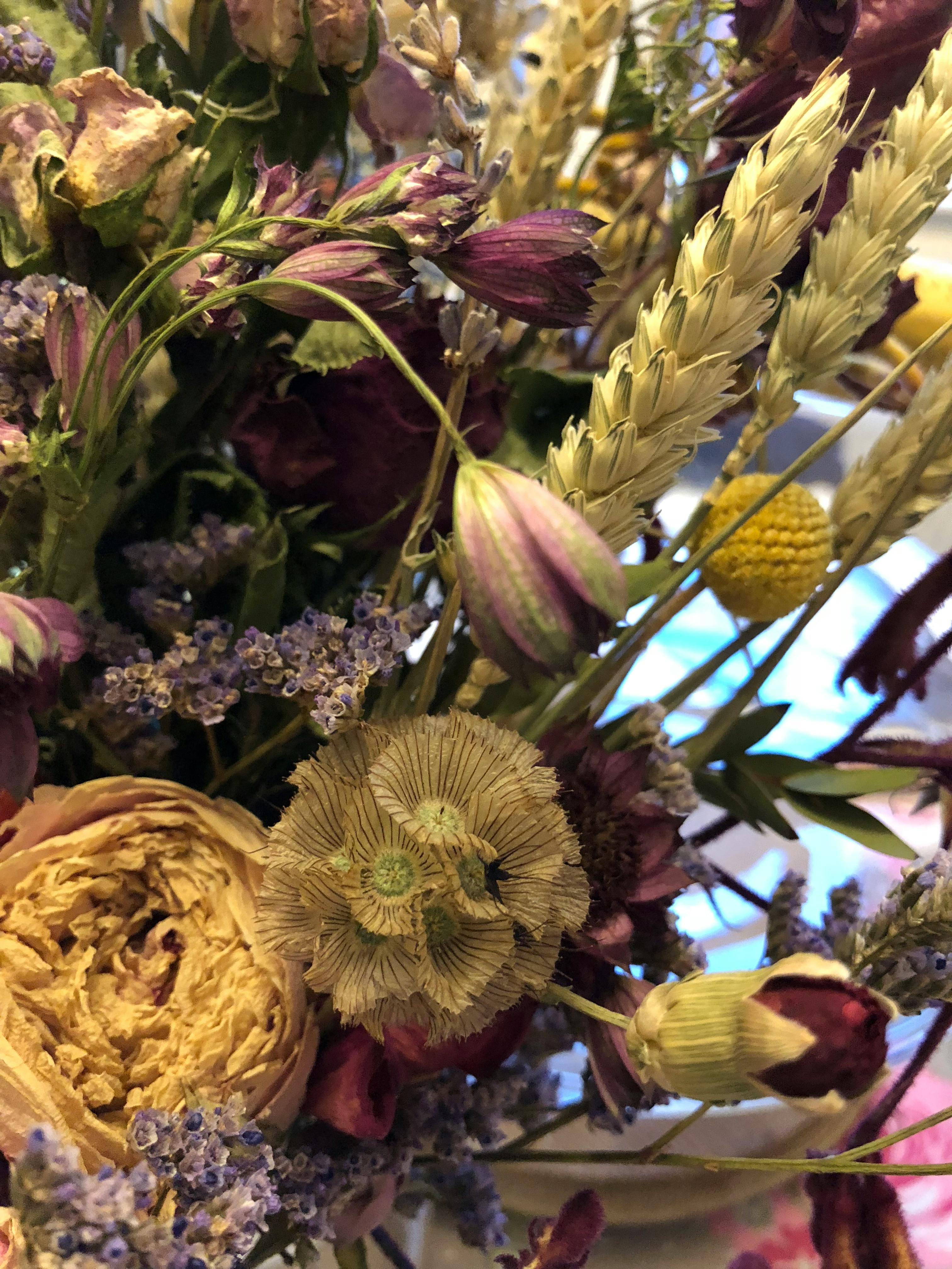 Free stock photo of bunch of flowers, dried flowers