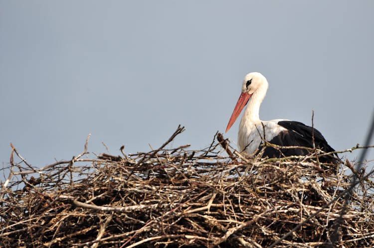 White Stork On Nest