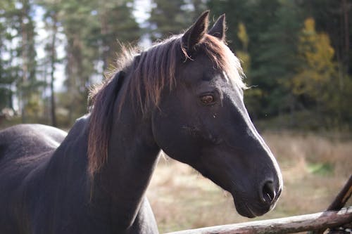 Free Close Up Photo of a Horse Stock Photo