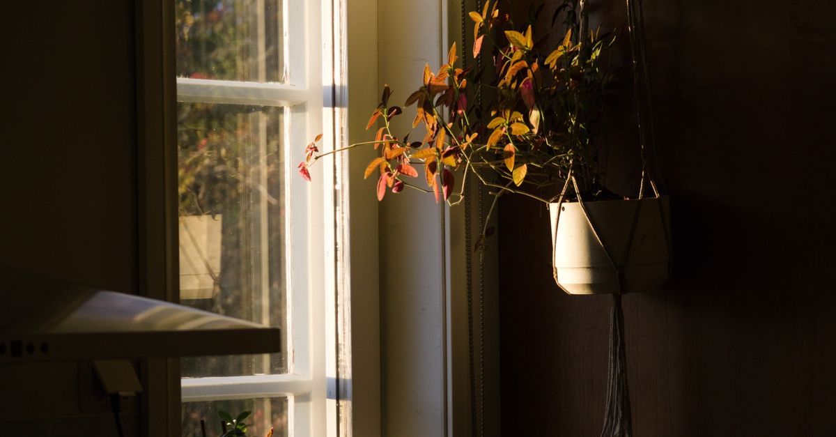Uma planta pendente capta a luz quente do sol perto da janela, criando uma atmosfera interna aconchegante.