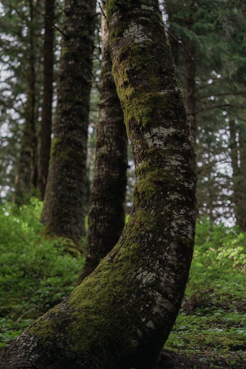 Free Moss-covered tree trunks in a tranquil forest setting, perfect for nature lovers. Stock Photo