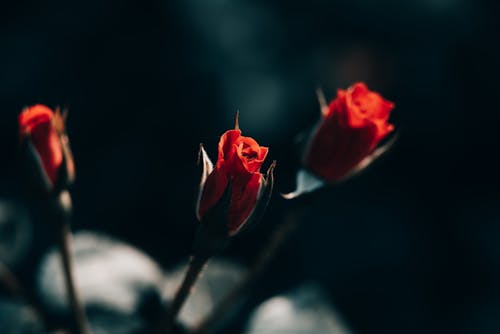 Red Rose in Dark Background