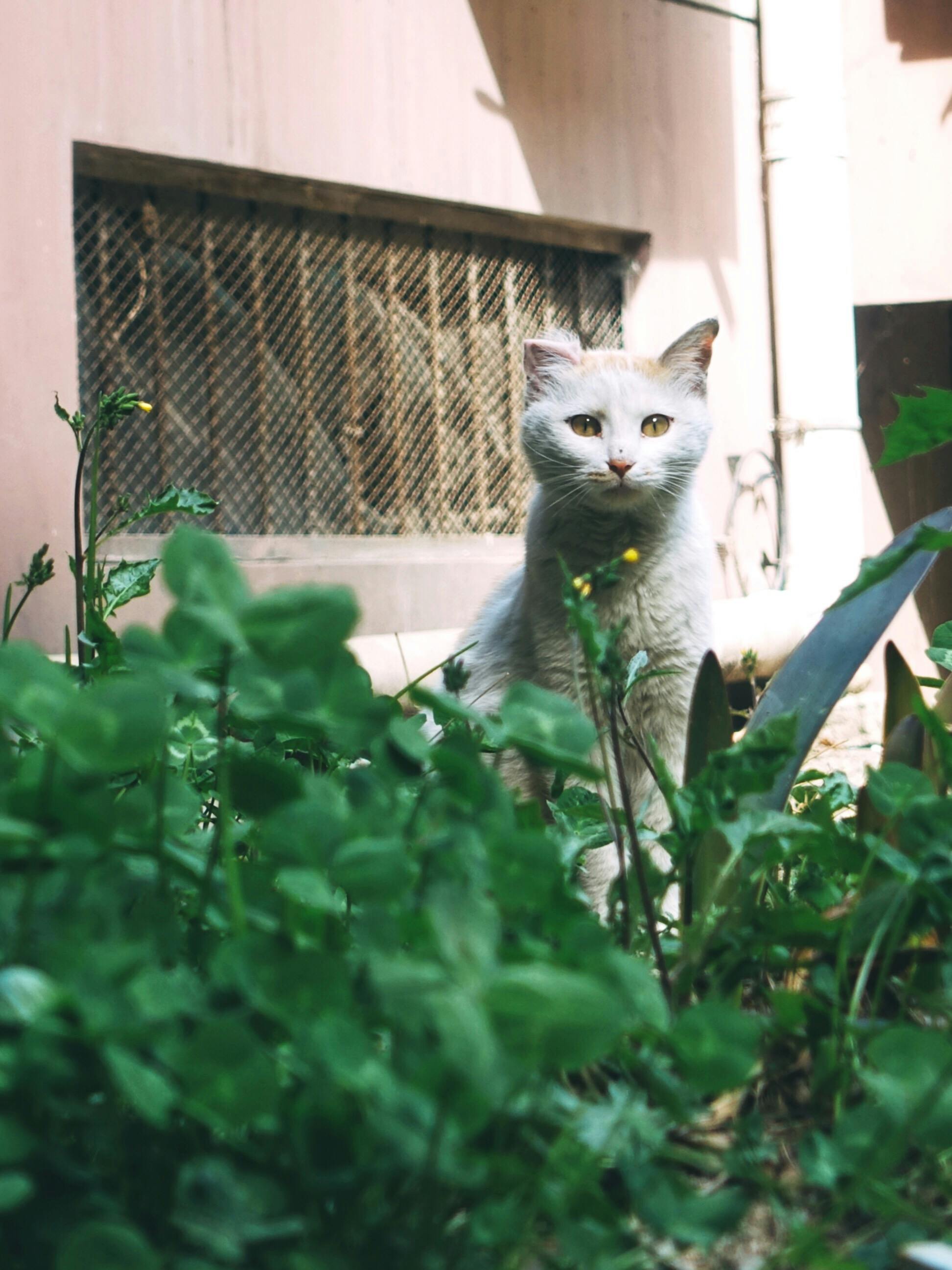 Free stock photo of cat