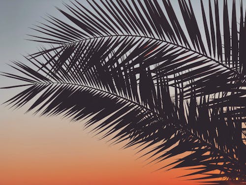 Silhouette of Palm Leaves during Sunset

