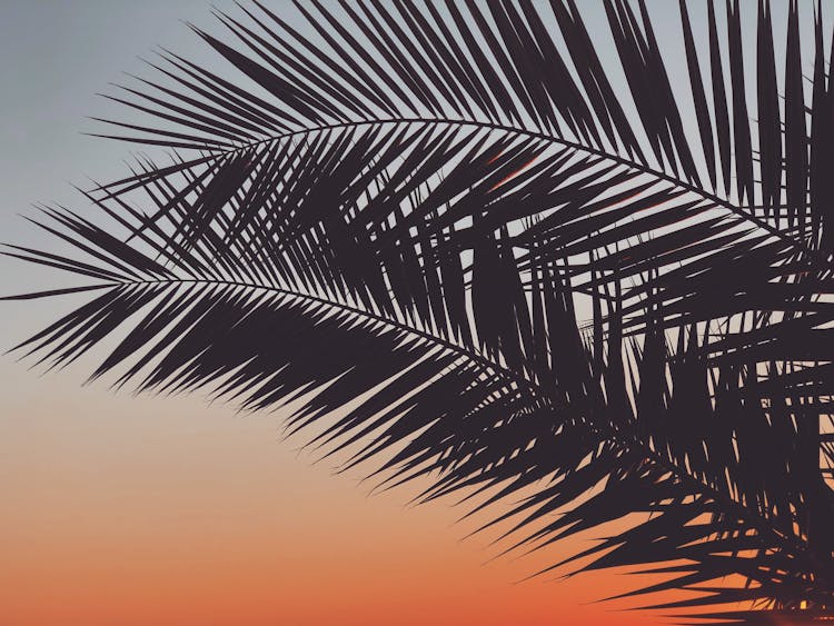 Silhouette Of Palm Leaves During Sunset

