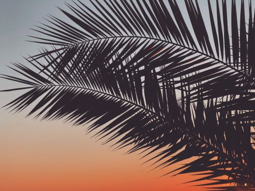 Free Close-up view of palm leaves silhouetted against a vibrant sunset sky, evoking a tropical atmosphere. Stock Photo