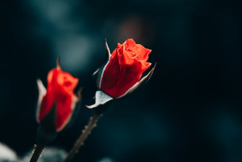 Red Flowers in Close Up Photography