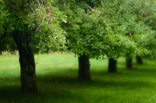 Fotos de stock gratuitas de arboles, césped, fondo de pantalla