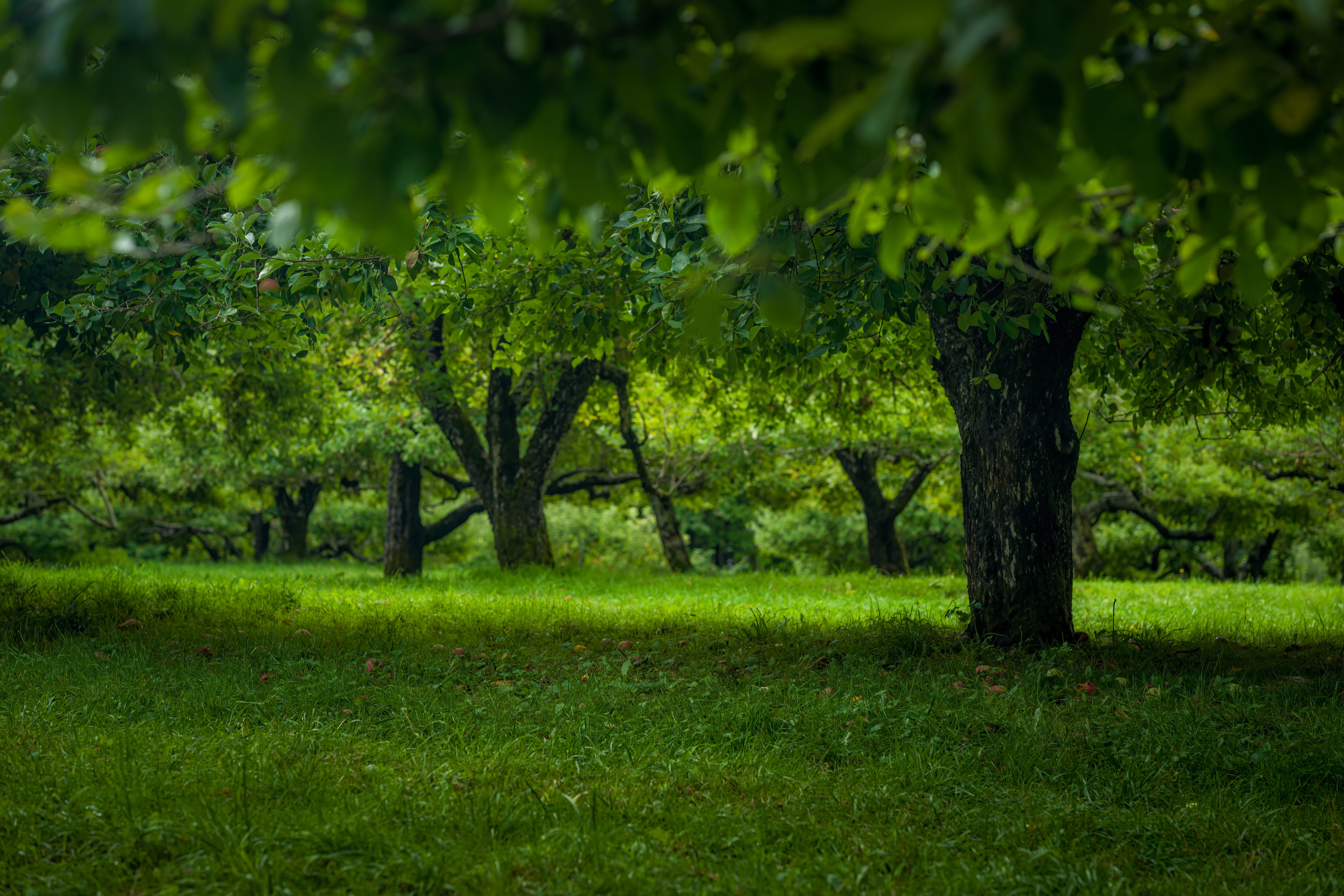 Vibrant orchard trees casting shadows over a grassy field, capturing rural tranquility.