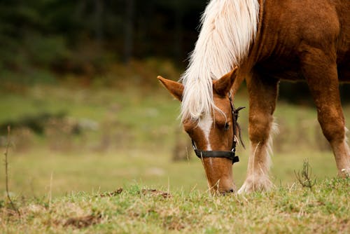 A Brown Horse Eating Green Grass