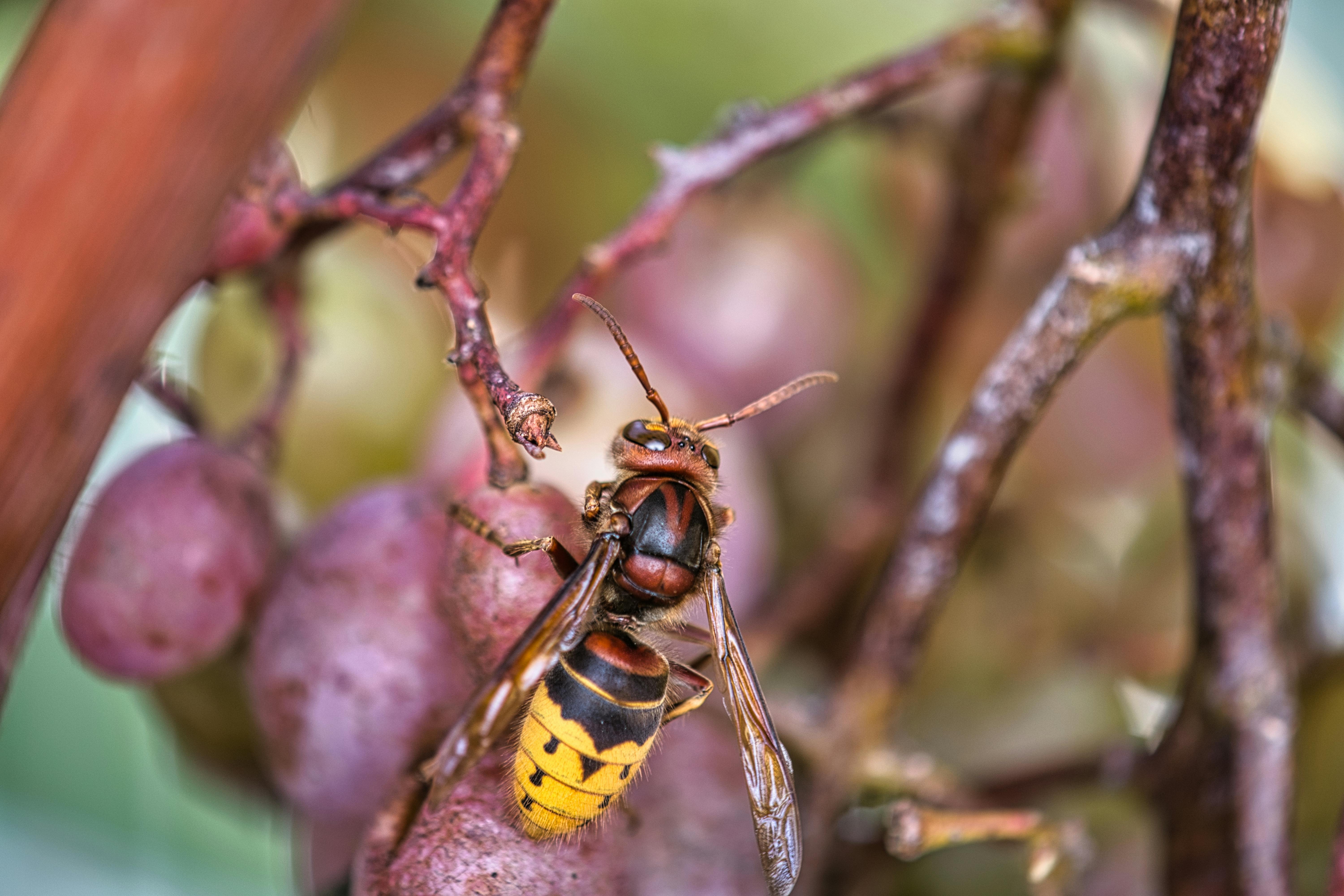 Photos gratuites de antiparasitaire, apiculture, appareil photo reflex numérique