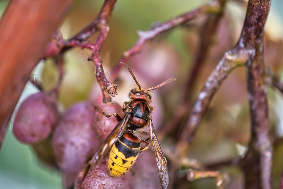 Detailed image of a hornet perched on a ripe grapevine. Nature in focus.