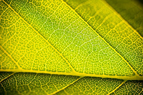 Foto stok gratis alam yang indah, berbasis tanaman, daun tanaman