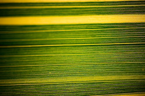 Darmowe zdjęcie z galerii z abstrakcyjne zdjęcie, ciemnozielone rośliny, doniczka