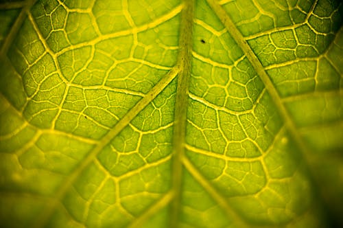 Kostenloses Stock Foto zu ästhetisches desktop-hintergrundbild, blumentopf, dunkelgrüne pflanzen