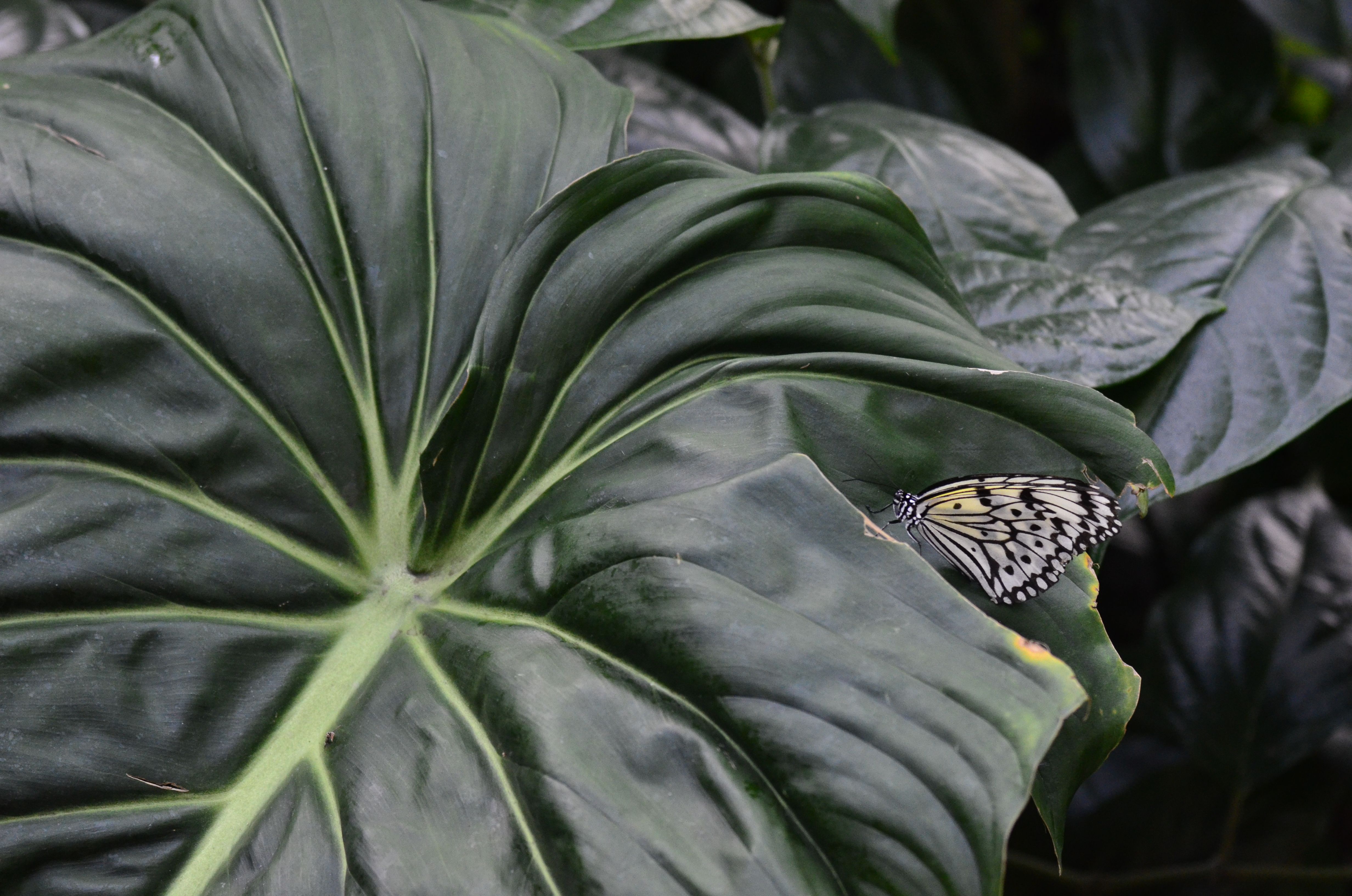 Close-up shot of a butterfly perched on a lush green leaf in natural lighting.