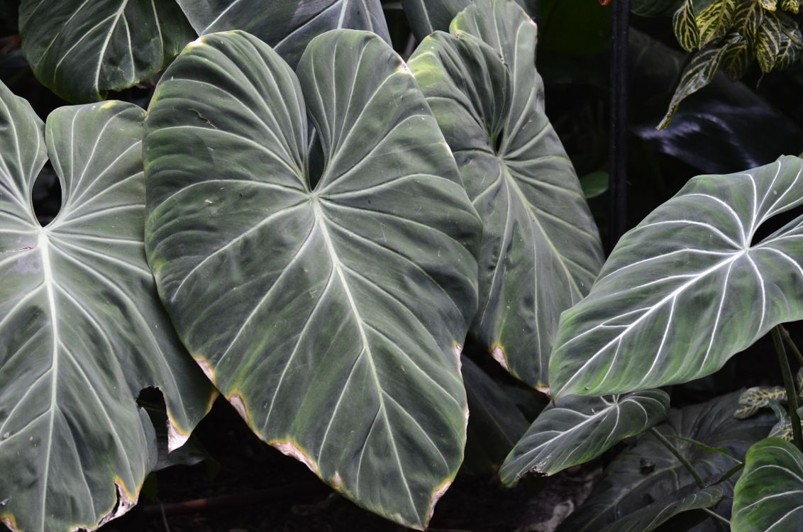 Philo Kuning Philodendron Plants in Close-up Shot · Free Stock Photo