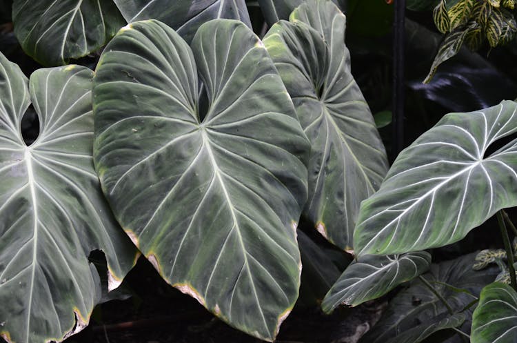 Philodendron Plants In Close-up Shot 